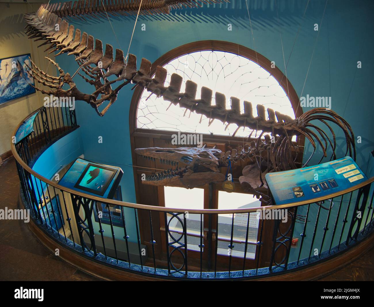 Lawrence, Kansas July 10, 2022 Large Dinosaur fossils assembled in