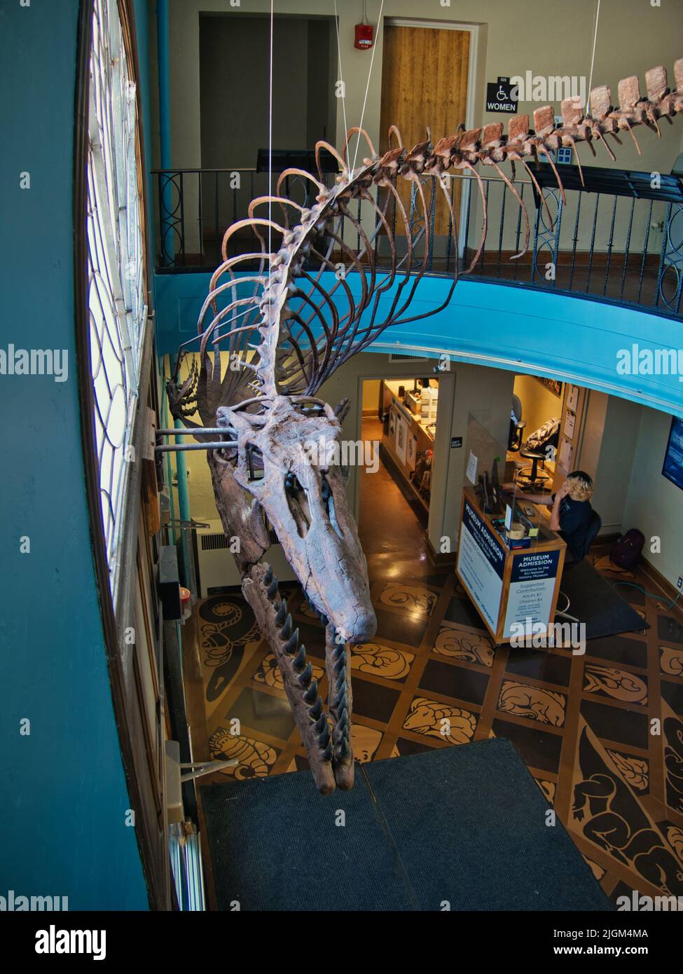 Lawrence, Kansas July 10, 2022 Large Dinosaur fossils assembled in