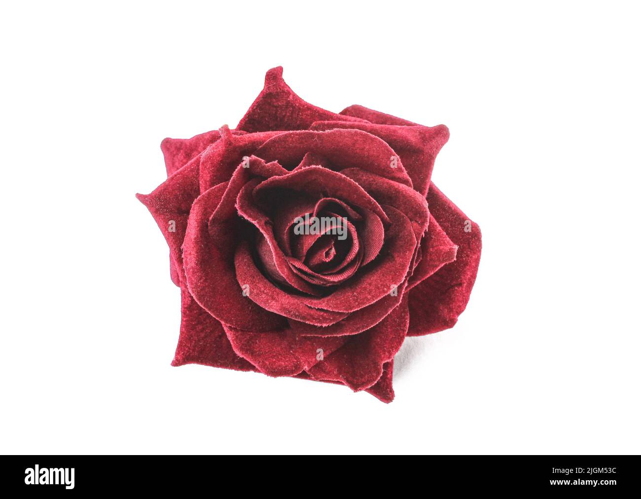 Artificial dark red rose head isolated on white background Stock Photo