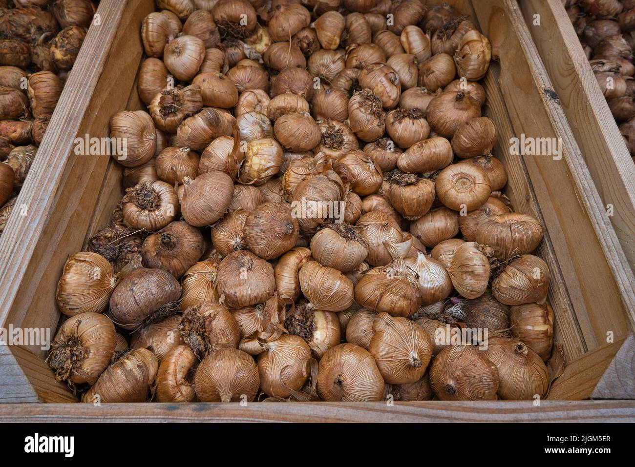 A wooden box with flower bulbs at the flower market Stock Photo