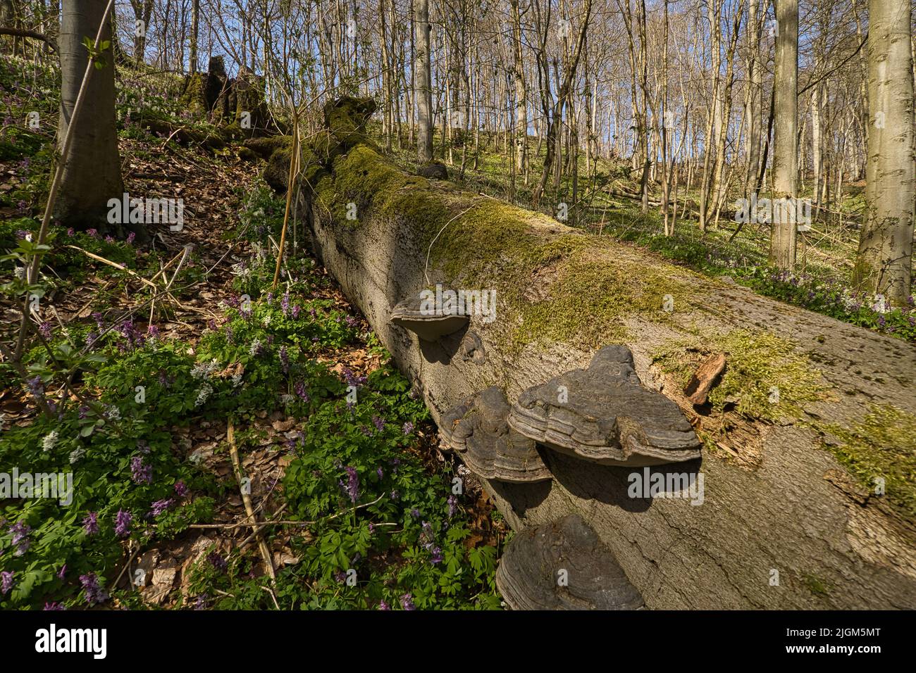 A fallen tree trunk with several dry rot fungi Stock Photo