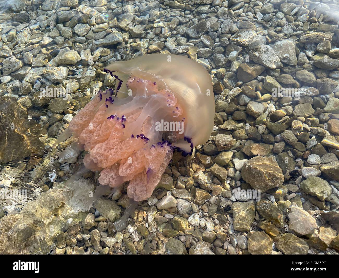 A blue lung jellyfish floating in the clear water on the Adriatic coast Stock Photo