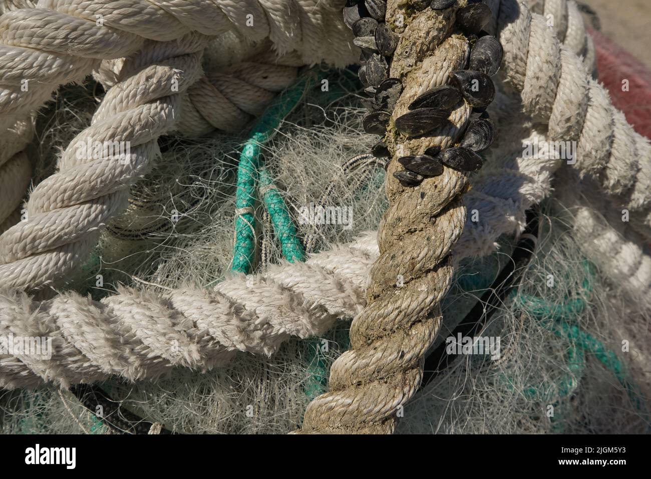 A fishing net and a thick ship's rope with some mussels Stock Photo