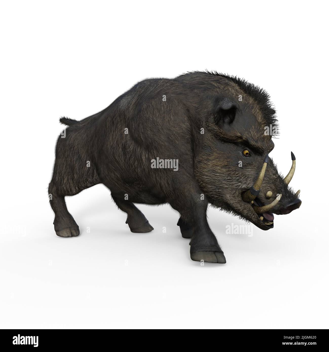 3d-illustration of an isolated battle boar animal really wild and dangerous  Stock Photo - Alamy
