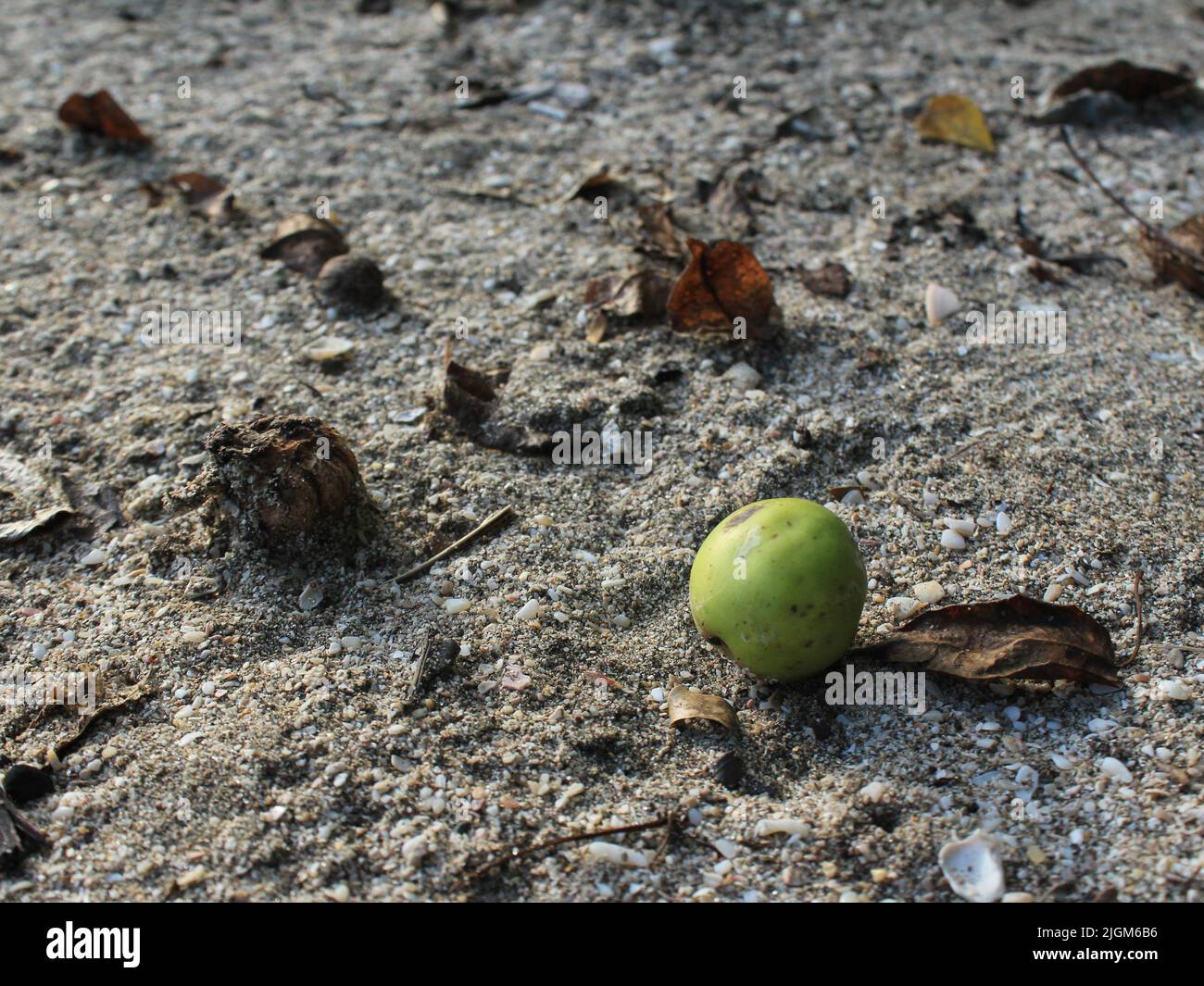 Fruit of manchineel tree (Hippomanne mancinella) from the beaches of Costa Rica Stock Photo