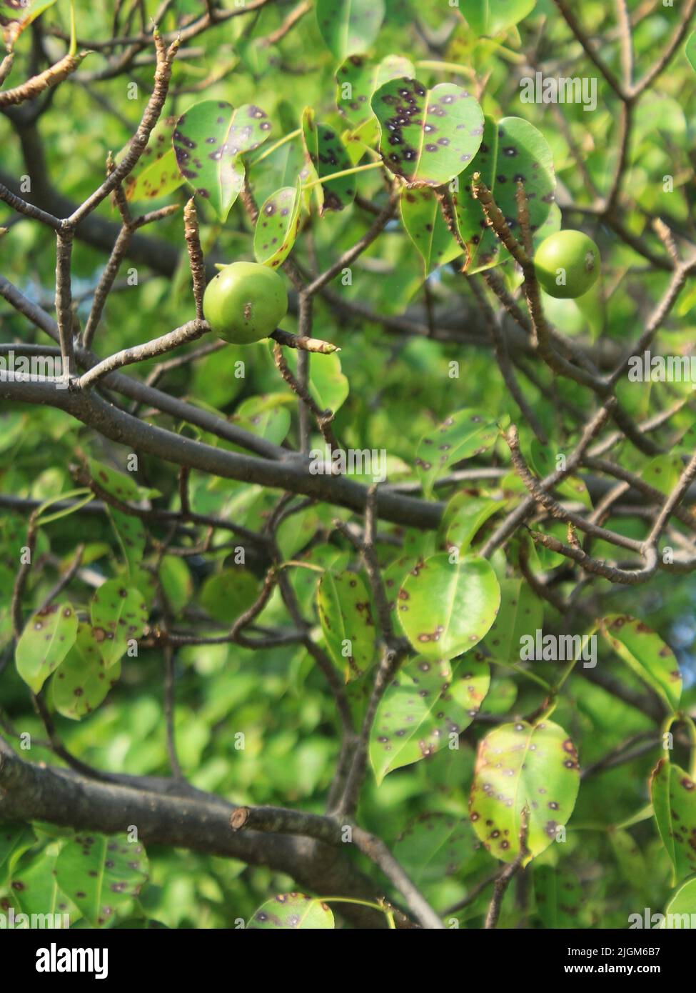 Fruits of manchineel tree (Hippomanne mancinella) from the beaches of Costa Rica Stock Photo