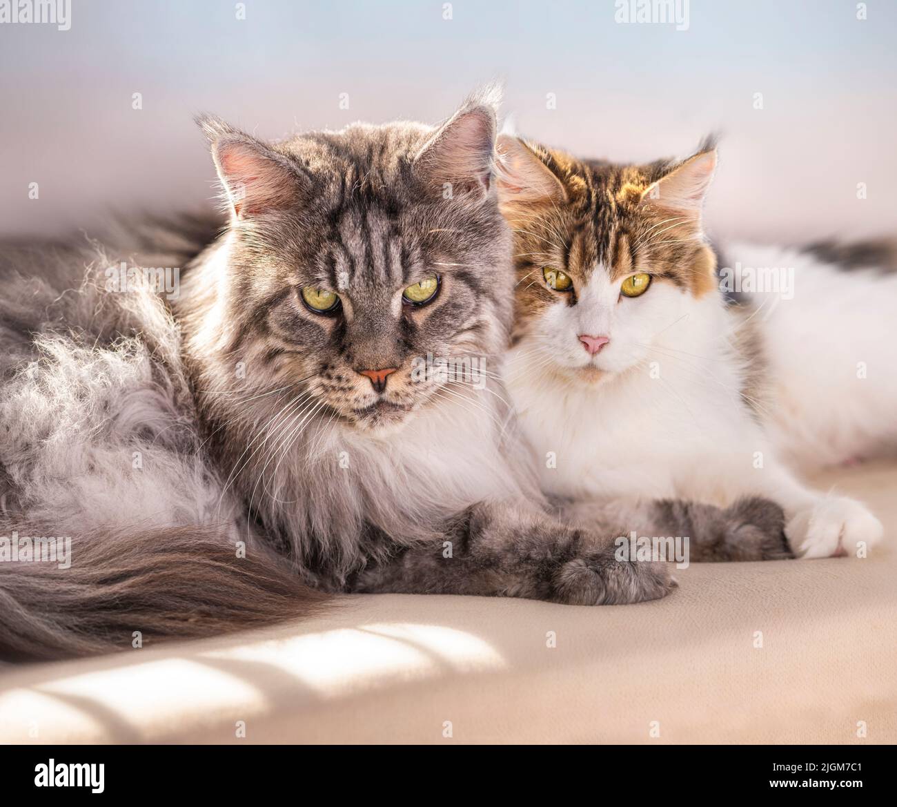 Male and female adult Maine Coon Cat pair lying close together ON SOFA Stock Photo