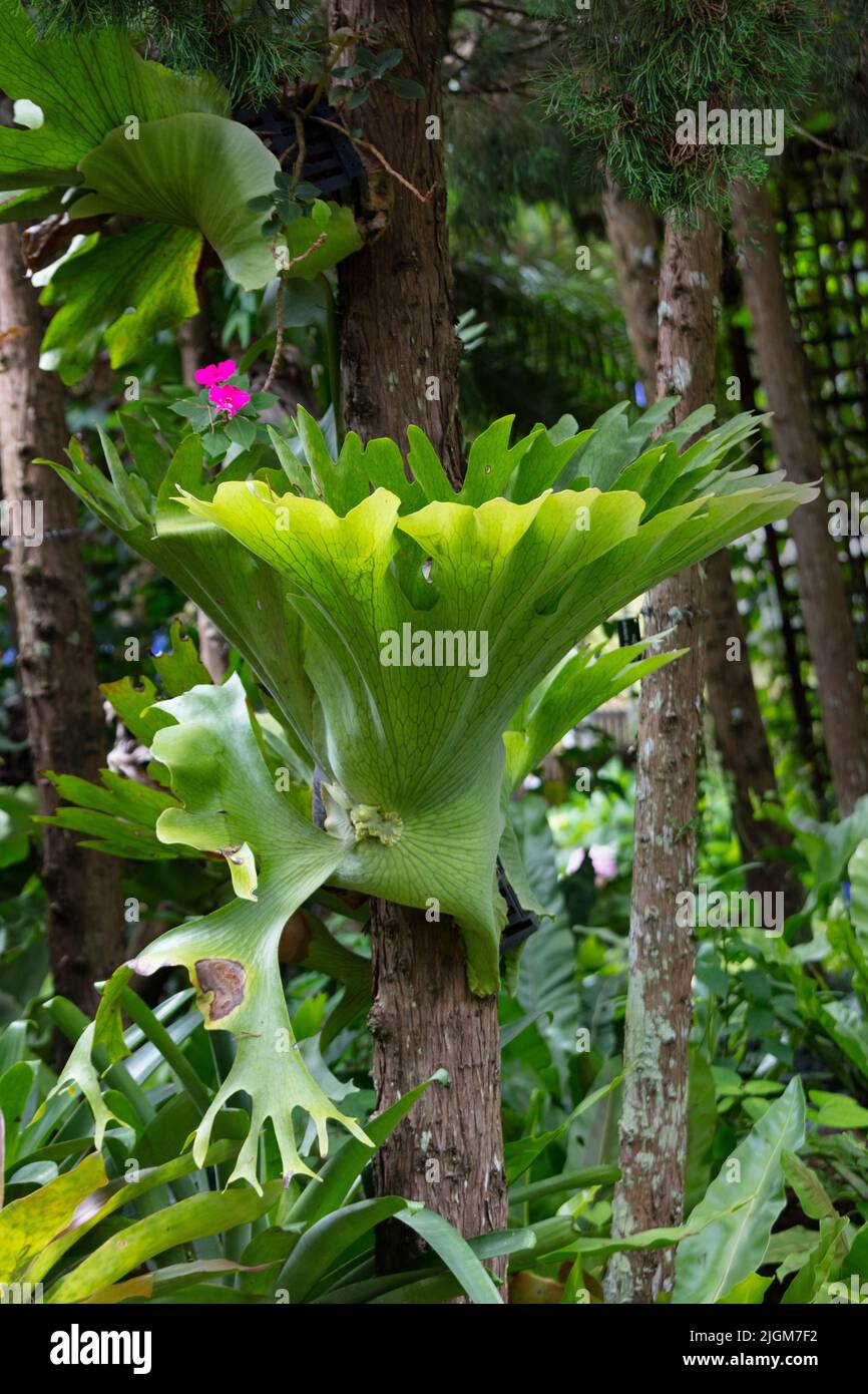 A Staghorn Fern (Platycerium superbum) at the Queen Sirikit Botanical Garden not far from CHIANG MAI, THAILAND Stock Photo