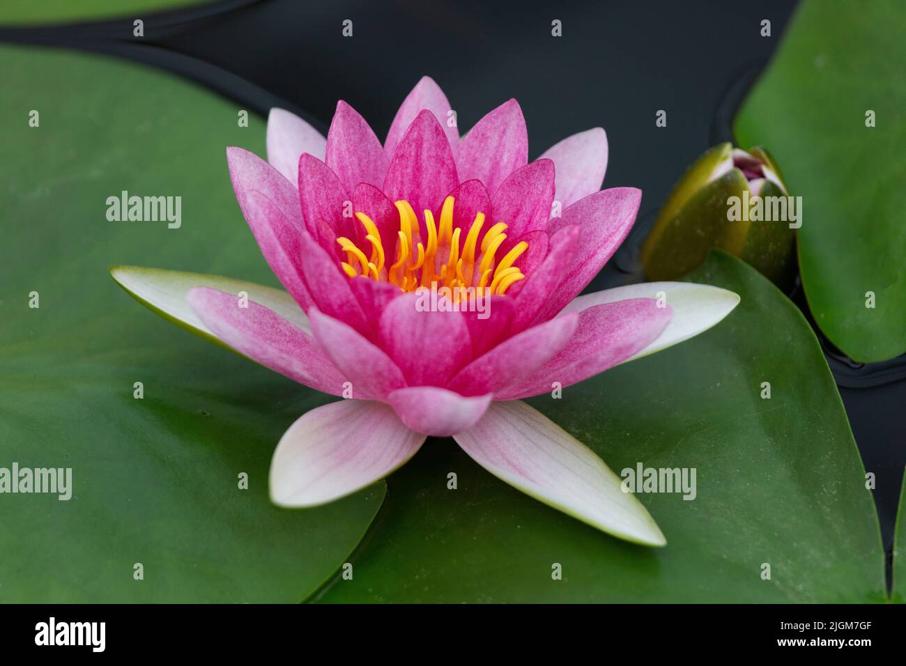 A European White Water Lily (Nymphaea alba) at the Queen Sirikit Botanical Garden not far from CHIANG MAI, THAILAND Stock Photo