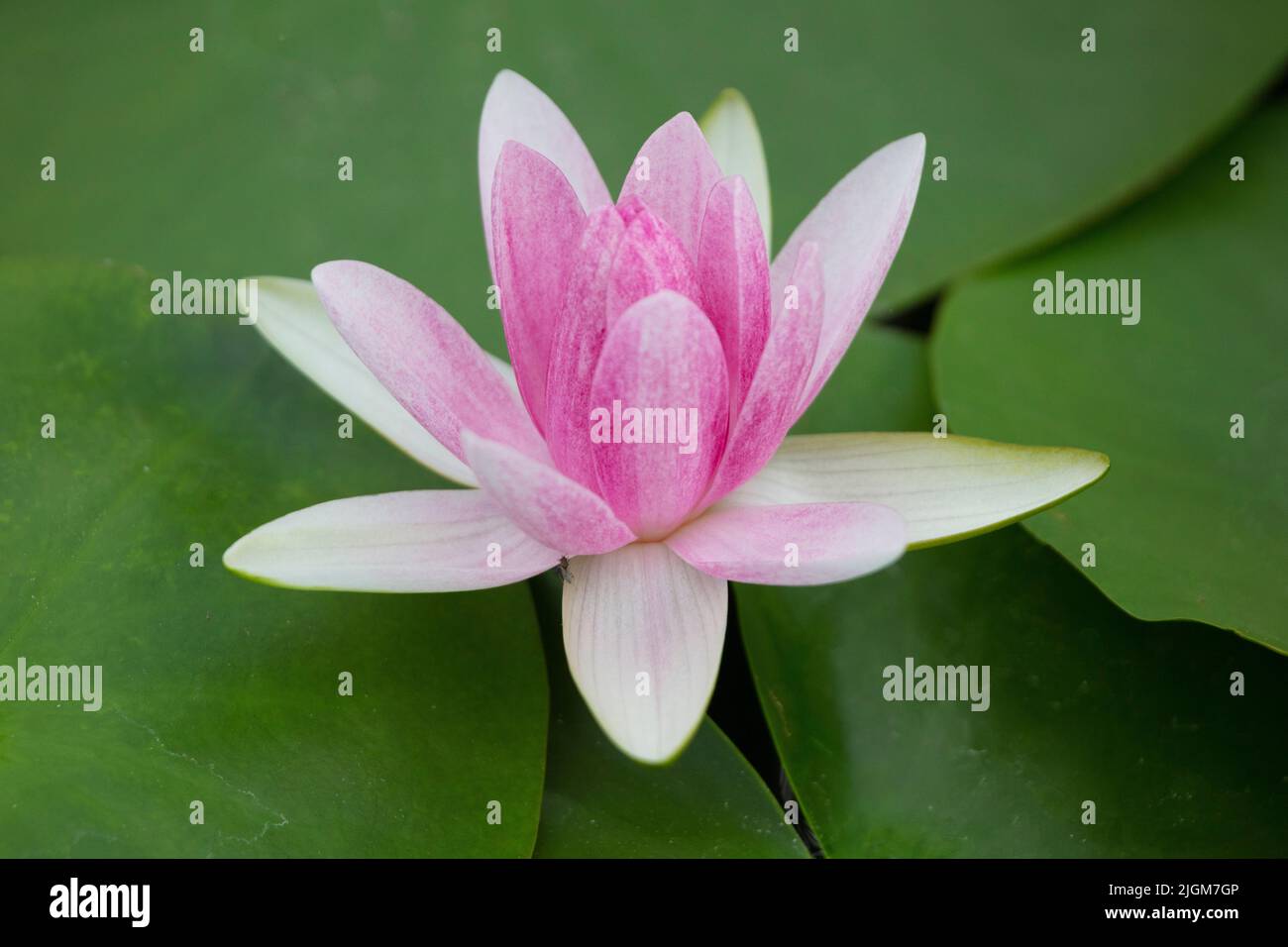 A European White Water Lily (Nymphaea alba) at the Queen Sirikit Botanical Garden not far from CHIANG MAI, THAILAND Stock Photo