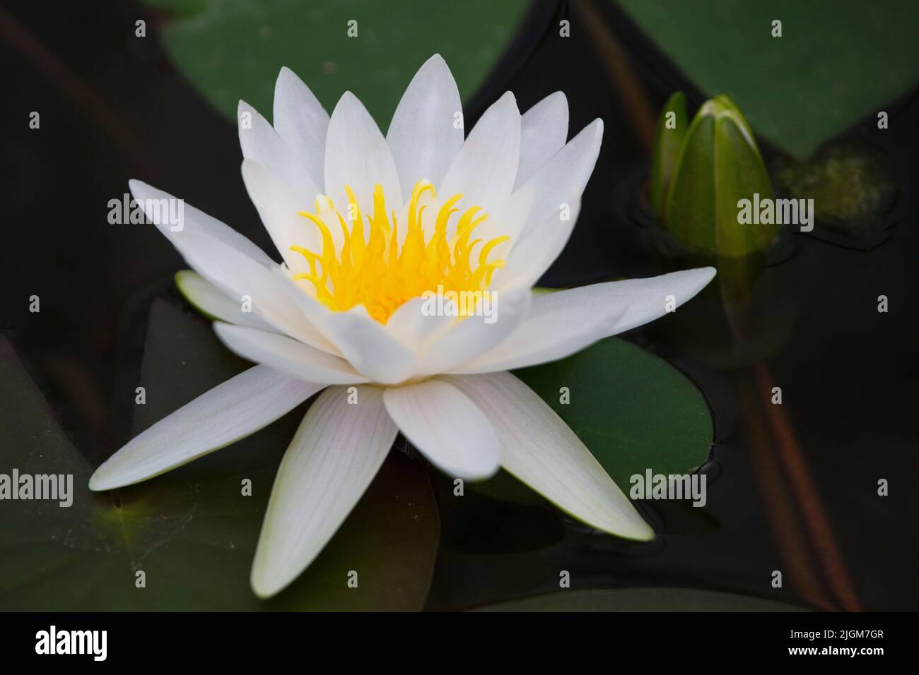 White and yellow lotus blossom at the Queen Sirikit Botanical Garden not far from CHIANG MAI, THAILAND Stock Photo
