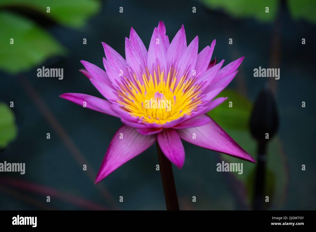 Purple and yellow lotus blossom at the Queen Sirikit Botanical Garden not far from CHIANG MAI, THAILAND Stock Photo