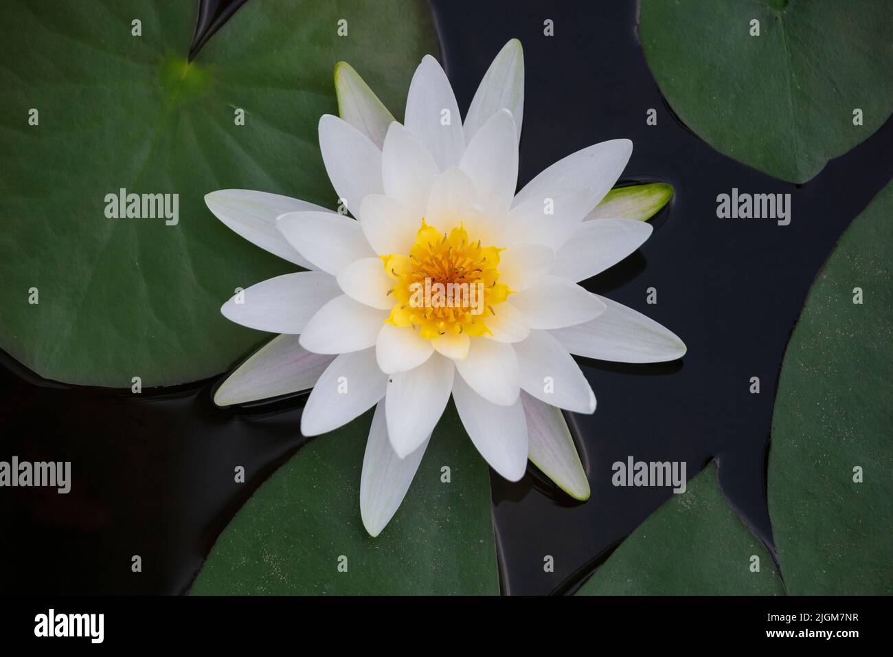 White and yellow lotus blossom at the Queen Sirikit Botanical Garden not far from CHIANG MAI, THAILAND Stock Photo