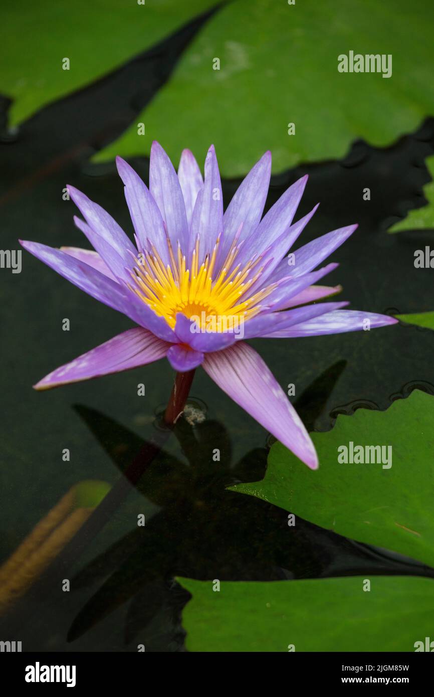 A Blue Lotus or Star Lotus blossom (Nymphaea stellata) the Queen Sirikit Botanical Garden not far from CHIANG MAI, THAILAND Stock Photo