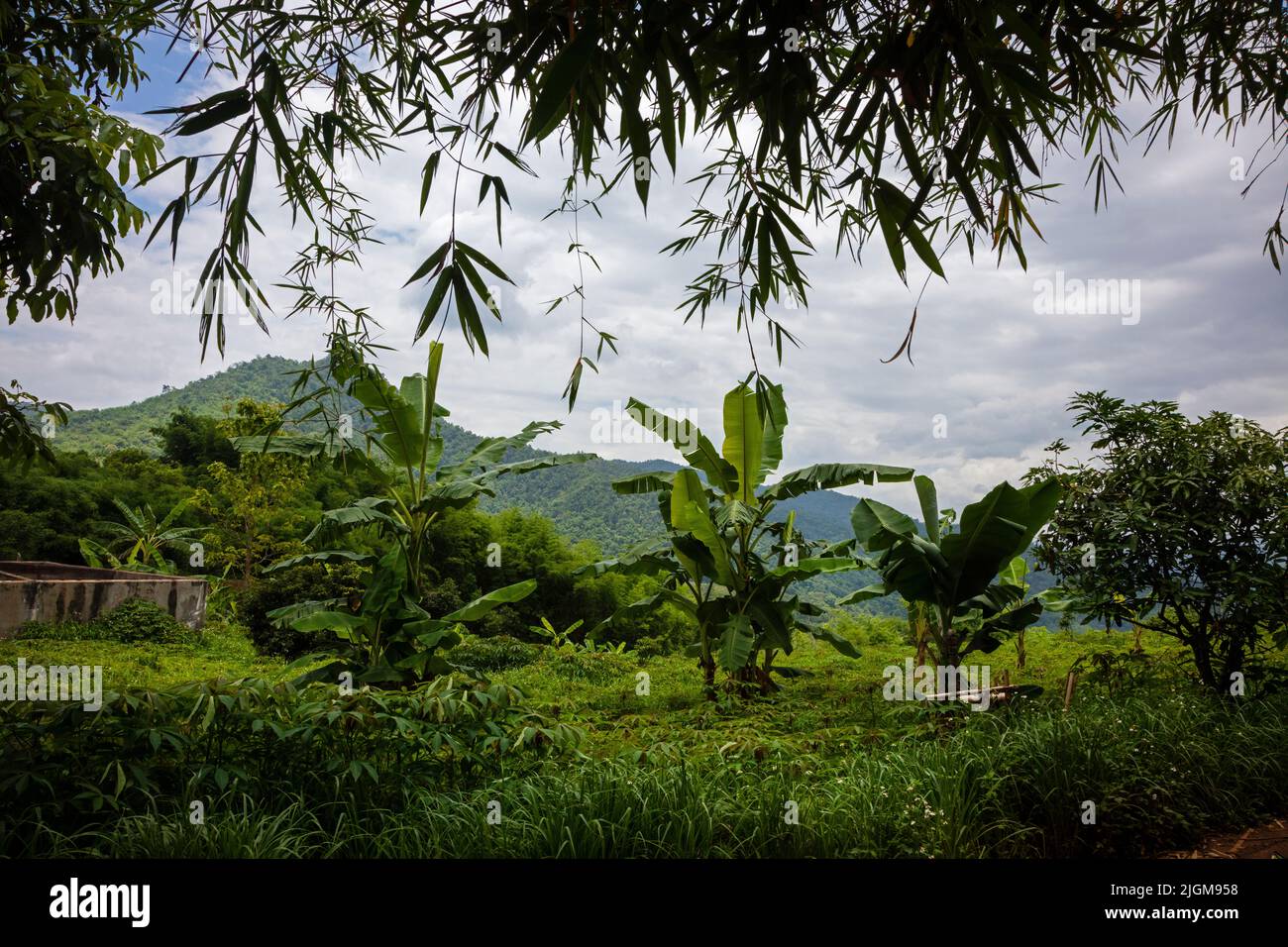Bananas grow  on a farm outside the village of Tha Thong in Northern Thailand Stock Photo