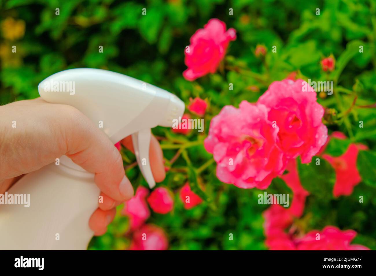 Remedy for roses from diseases and pests.Sanitizing Roses.disinfectant for roses in a hand on a flower background. hand spraying from a bottle in Stock Photo