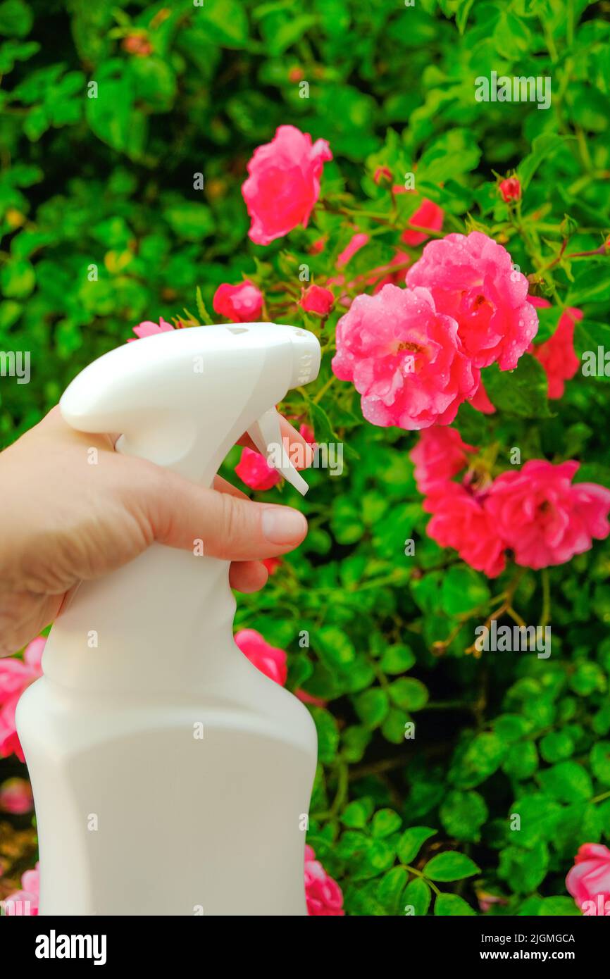 disinfectant for roses in a hand. Remedy for roses from diseases and pests.Sanitizing Roses. hand spraying from a bottle in pink roses in a summer Stock Photo