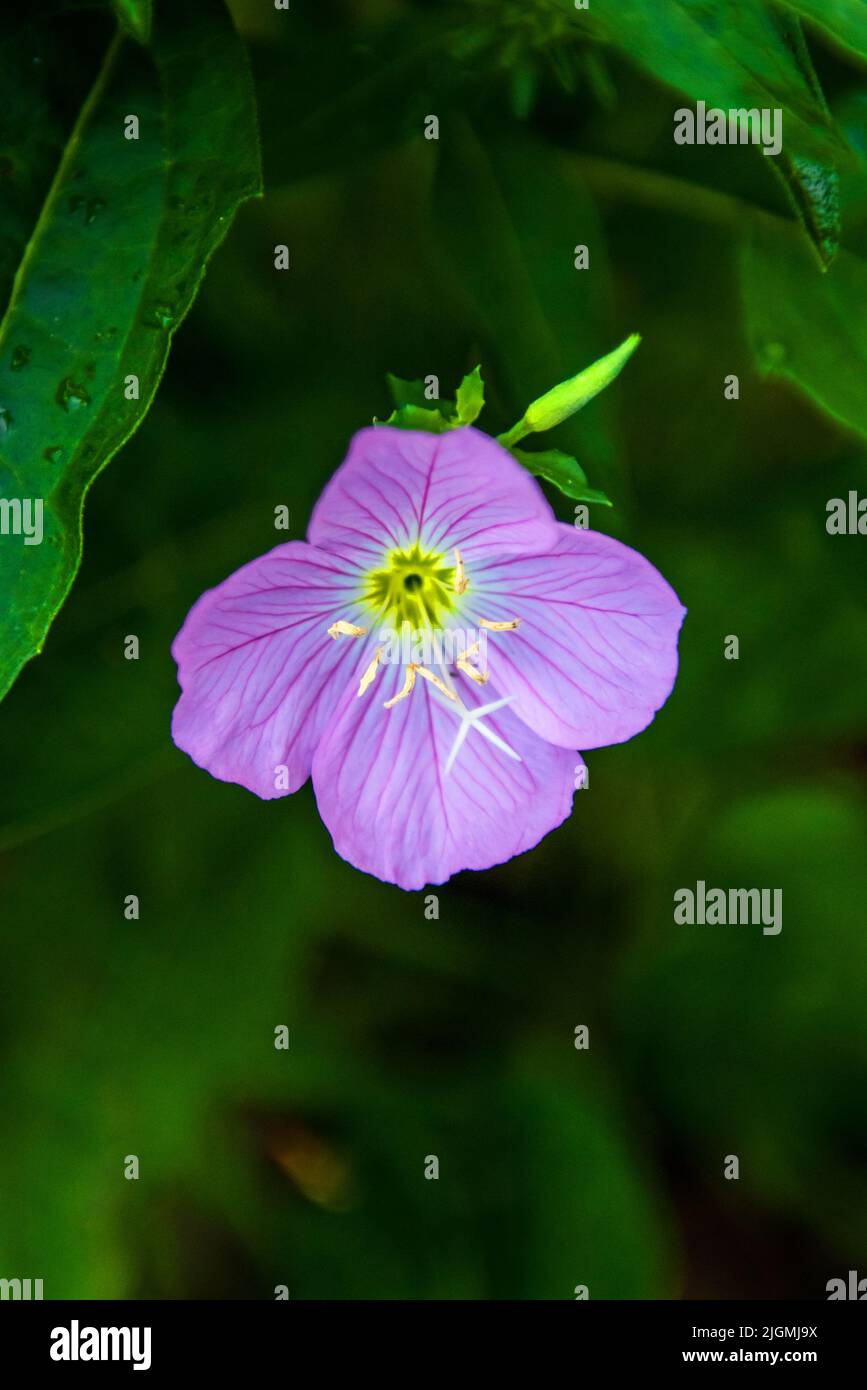 Beautiful wild flower in hi-res stock photography and images - Alamy