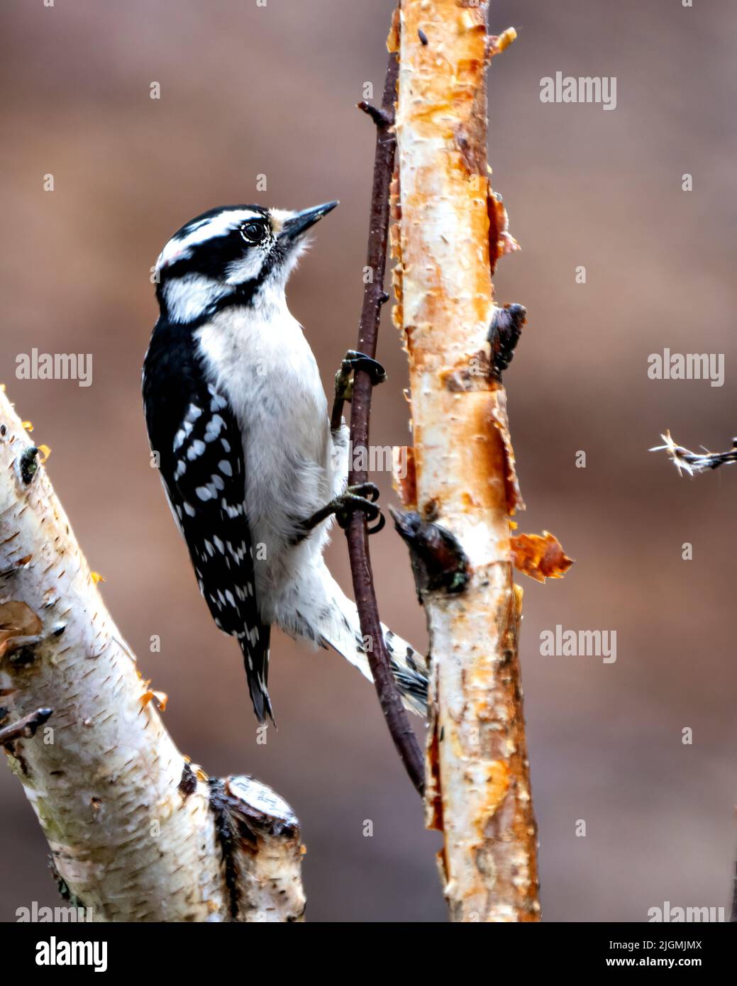 Woodpecker female close-up profile view perched on a tree branch with blur background in its environment and habitat. Image. Picture. Portrait. Stock Photo