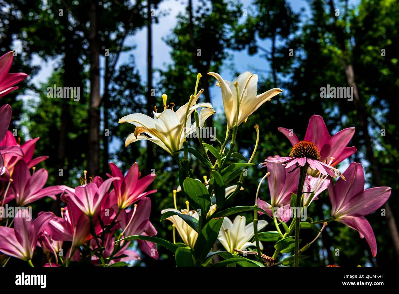 The beautiful wild flower in the garden Stock Photo - Alamy