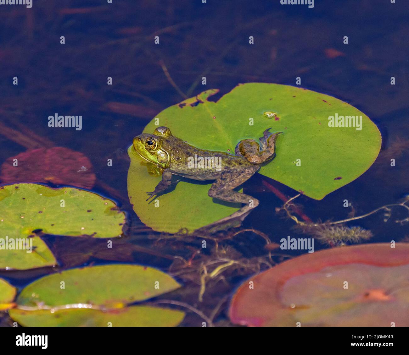 Frog sitting on a water lily pad with foliage background and water and ...