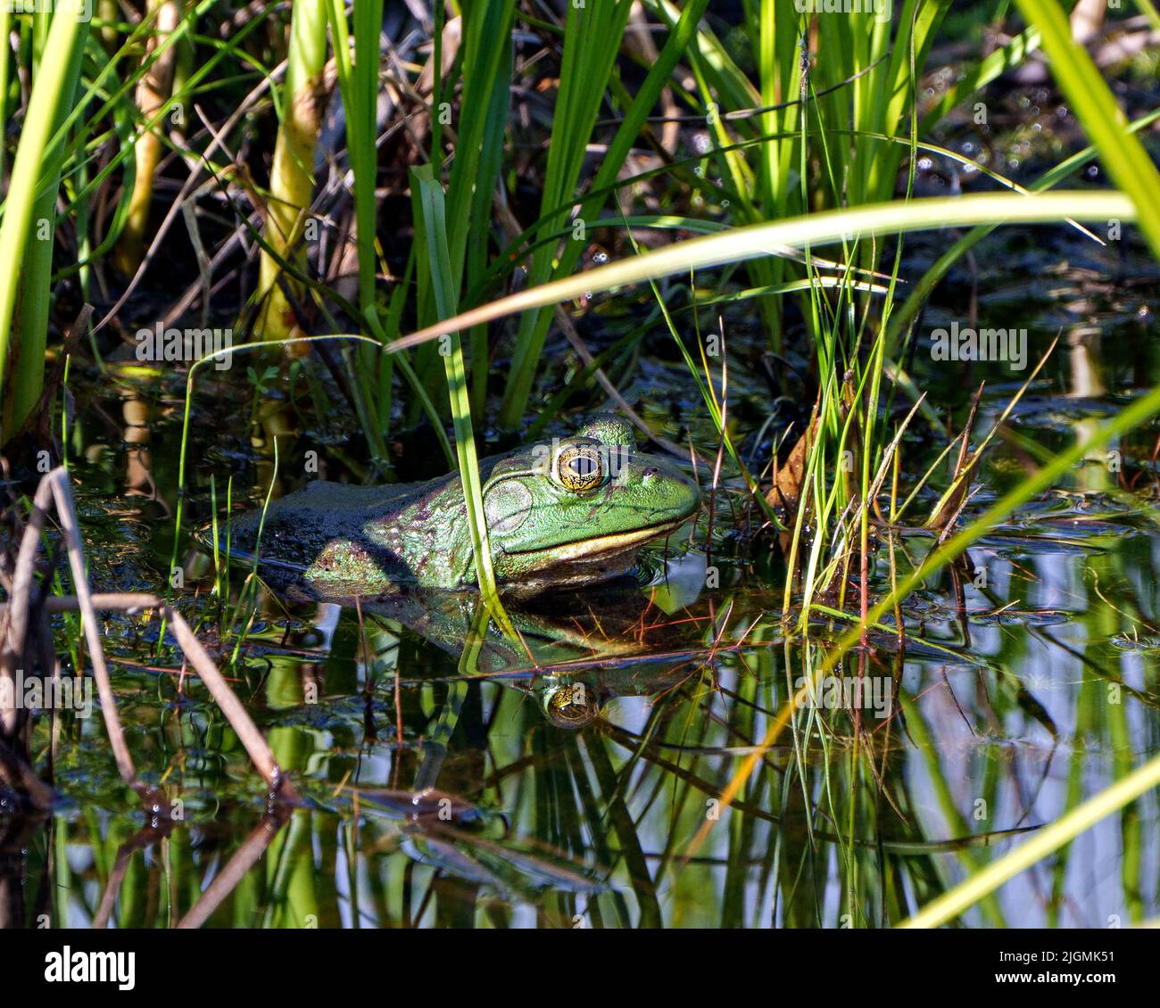 Frog sitting in the water with foliage and displaying green body, head ...