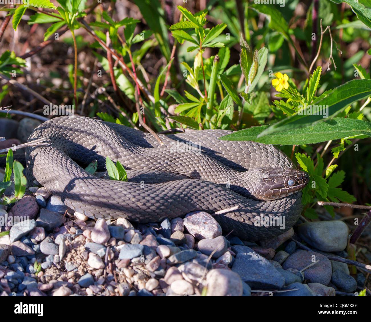 Snake closeup profile view crawling on gravel rocks with a foliage