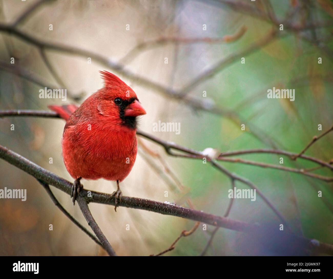 A Northern Cardinal sits in a birch tree during a cold Minnesota winter day. Stock Photo
