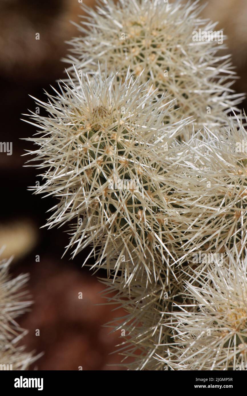 Tan sheathed spines obscure trichomatic glochidiate areoles of Cylindropuntia Bigelovii, Cactaceae, native in the northwest Sonoran Desert, Winter. Stock Photo
