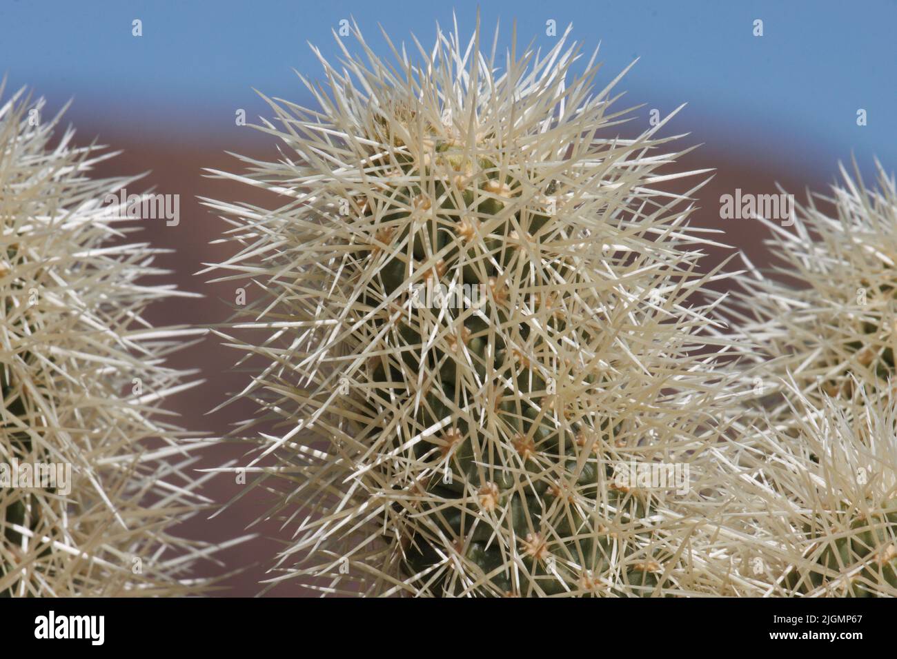 Tan sheathed spines obscure trichomatic glochidiate areoles of Cylindropuntia Bigelovii, Cactaceae, native in the northwest Sonoran Desert, Winter. Stock Photo