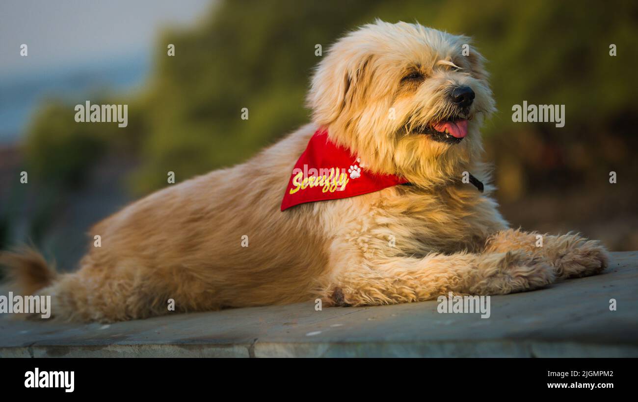 Dog Relaxing Stock Photo