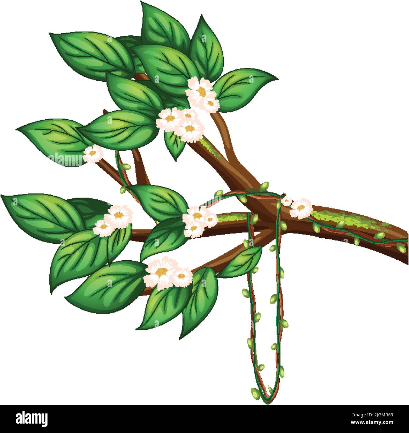 Cherry blossom branch isolated illustration Stock Vector Image & Art ...