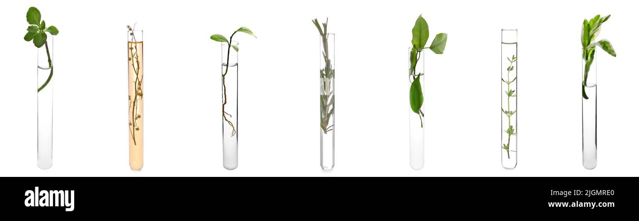 Set of test tubes with plants on white background Stock Photo - Alamy