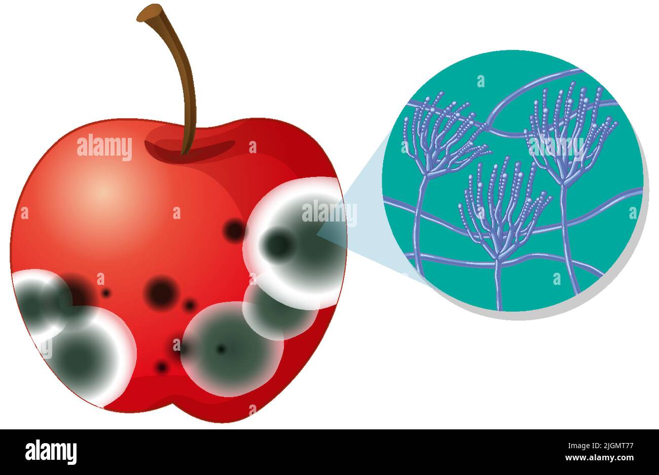 Inedible decomposed apple with mould illustration Stock Vector