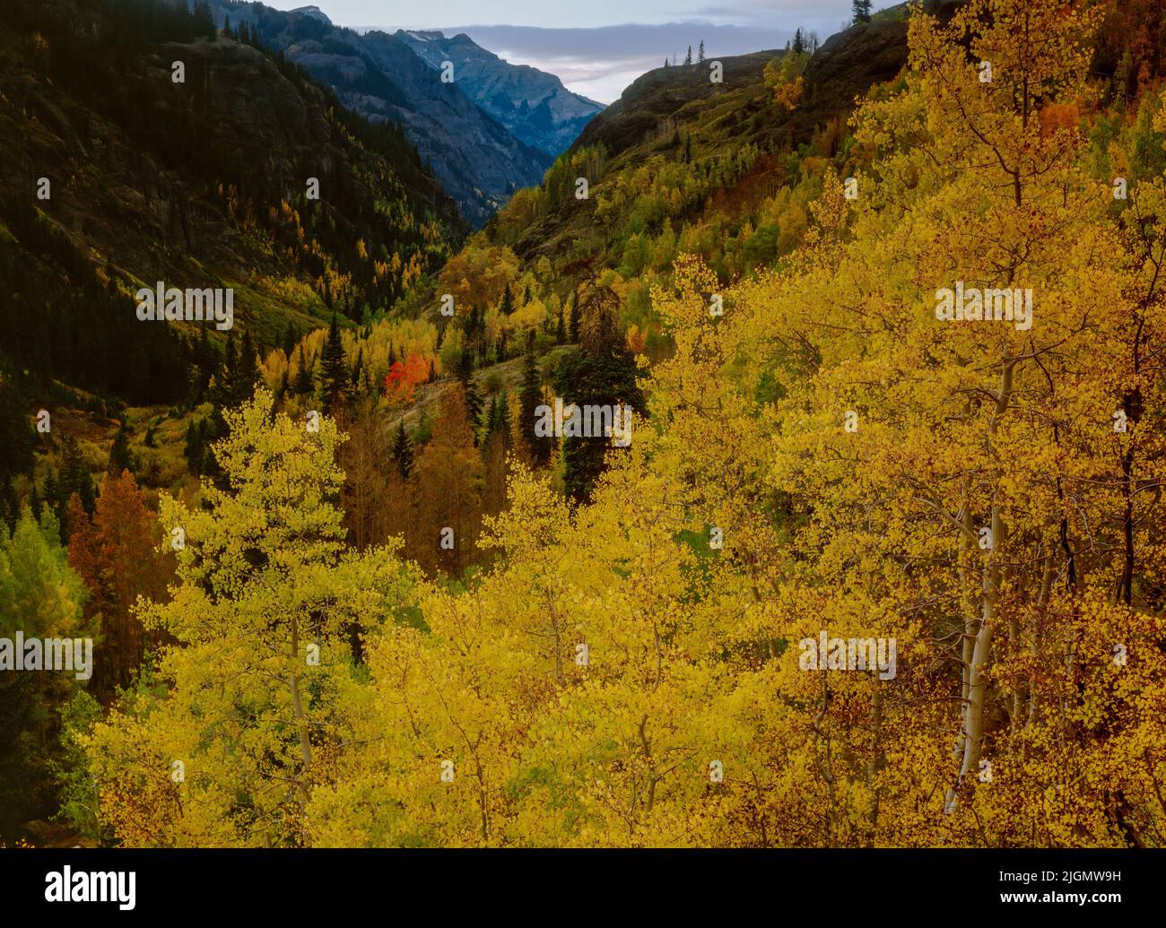 Aspen, Populus Tremula, Mineral Canyon, Uncompahgre National Forest, Colorado Stock Photo