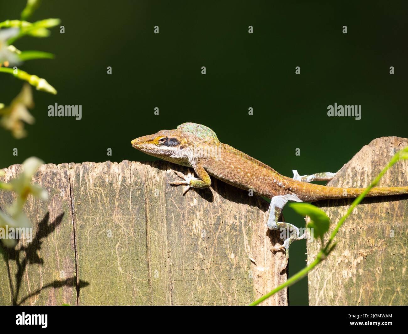 Moulting Green Anole that has a reddish brown color, resting on top of a wooden fence board. Stock Photo