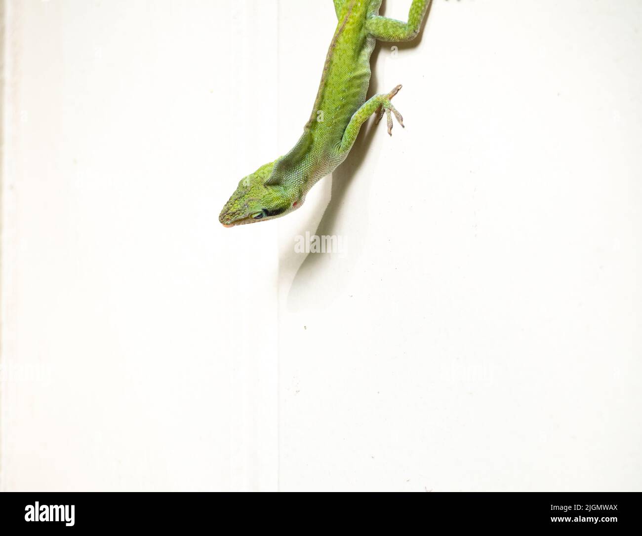 Head and body of a green anole on a white background Stock Photo - Alamy