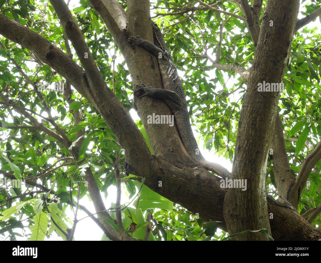 Asian water monitor or Varanus salvator  on tree in forest, Yellow circle patterns and lines on the black skin of reptile in Thailand Stock Photo