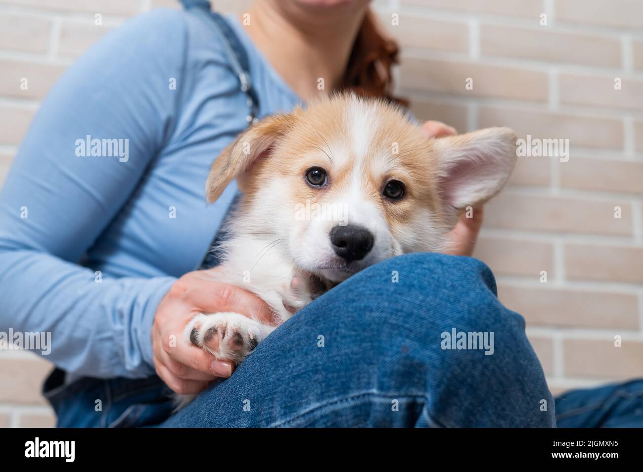 The owner is hugging a red pembroke puppy Stock Photo Alamy