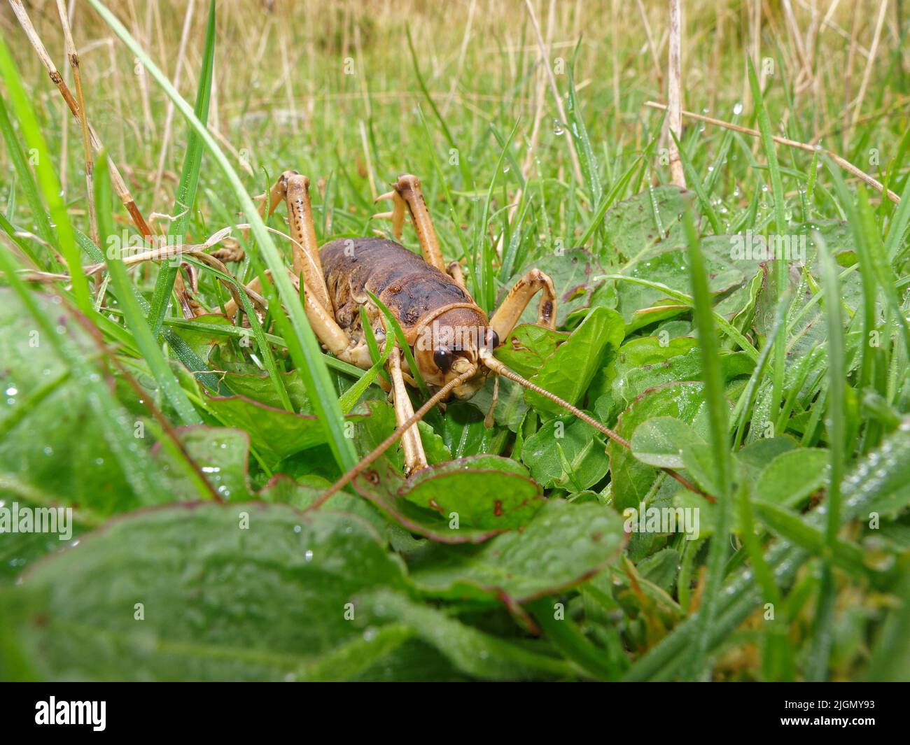 Stephens Island weta or Cook Strait giant weta on Maud Island predator-free sanctuary. These huge endangered insects are endemic to New Zealand. Stock Photo