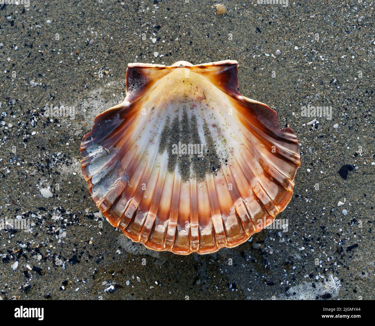 One half of a bivalve scallop shell washed up on a beach, Motueka, New Zealand. Stock Photo
