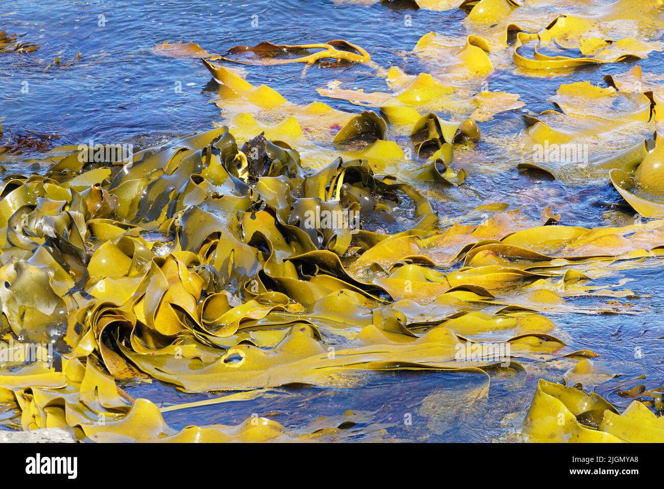 Kelp seaweed floating on the sea and rolling with the wave action, east coast, Aotearoa / New Zealand. Stock Photo