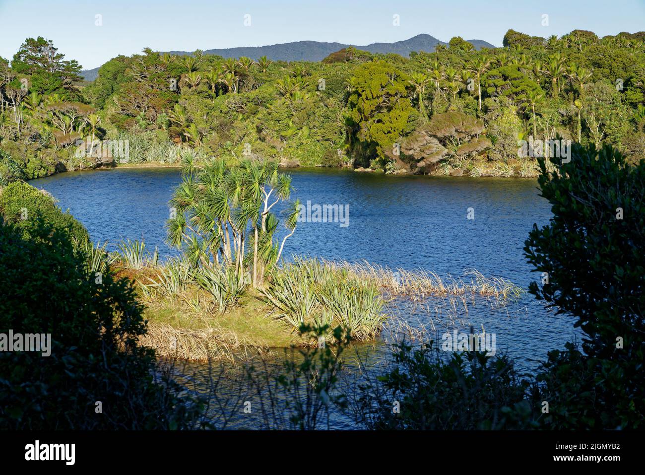 Cabbage trees at the first of the Kaihoka Lakes, Golden Bay, Aotearoa / New Zealand. Stock Photo