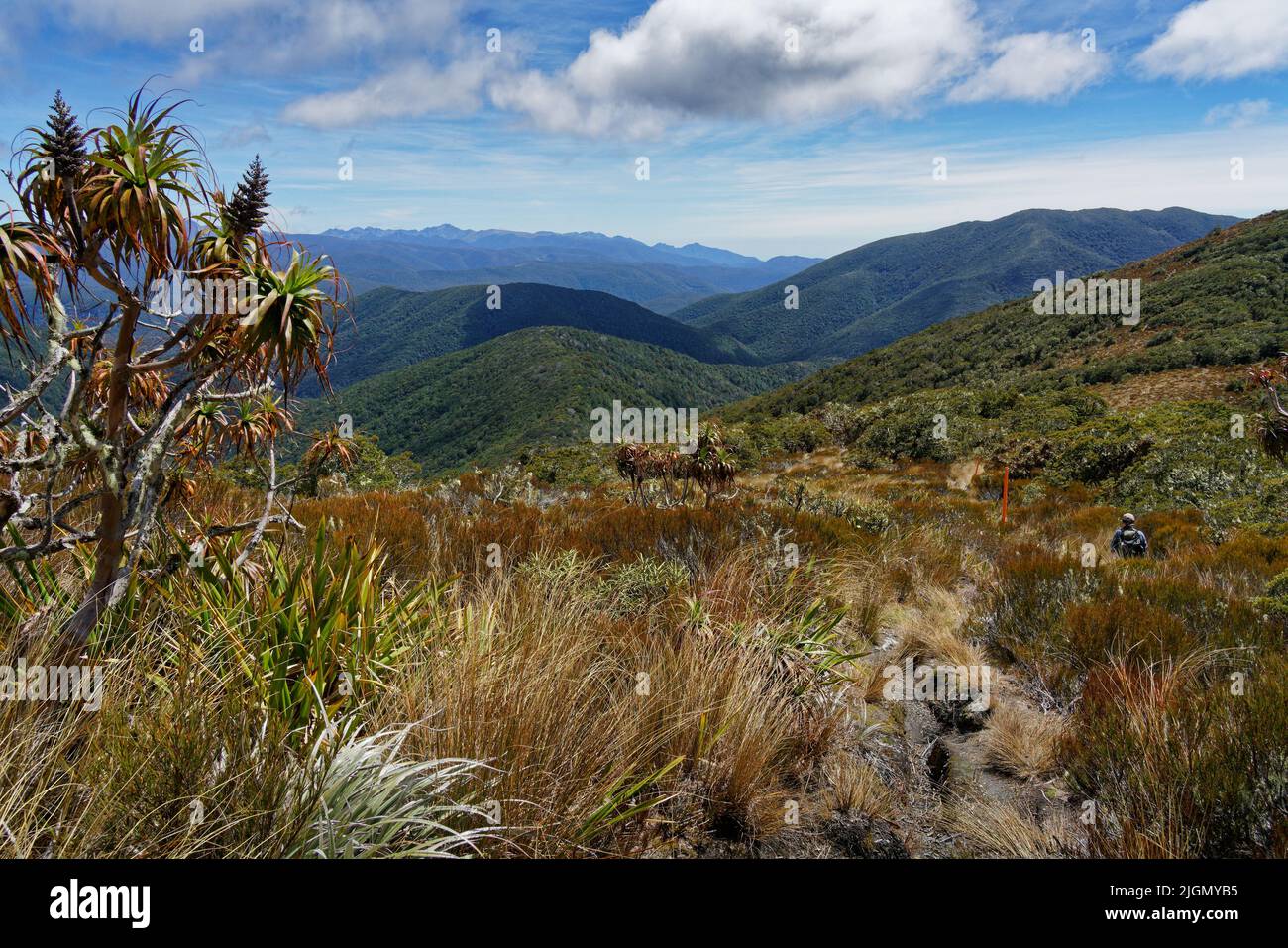 A hiker or tramper following a poled route, a Dracophyllum tree in the foreground, Kahurangi National Park, Tasman region, south island, Aotearoa / Ne Stock Photo