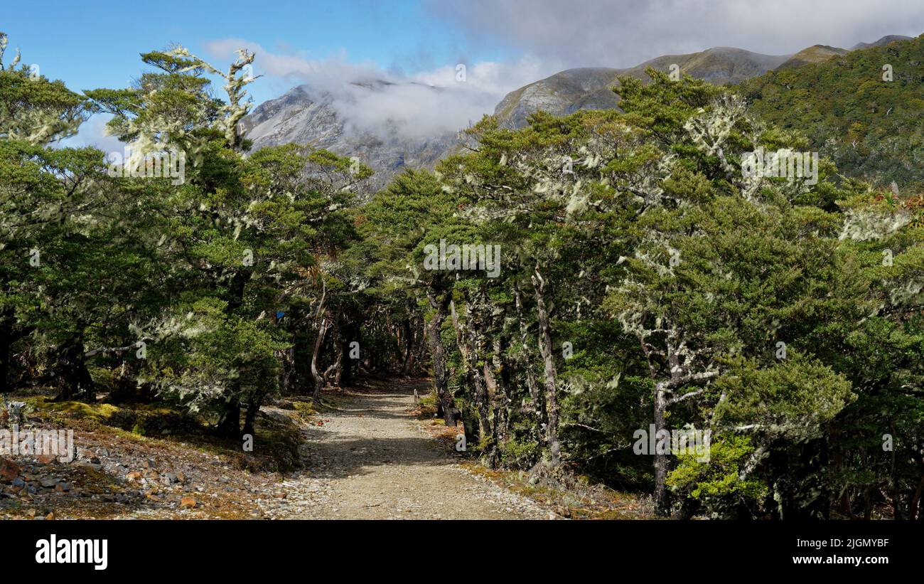 The Track to Mount Arthur hut and Mount Arthur from Flora car park, Kahurangi National Park, Tasman region, south island, Aotearoa / New Zealand. Stock Photo
