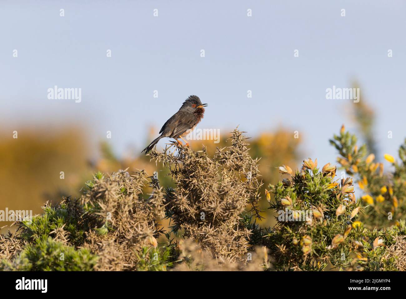 Dartford warbler Sylvia undata, adult male perched on gorse, singing, Suffolk, England, May Stock Photo