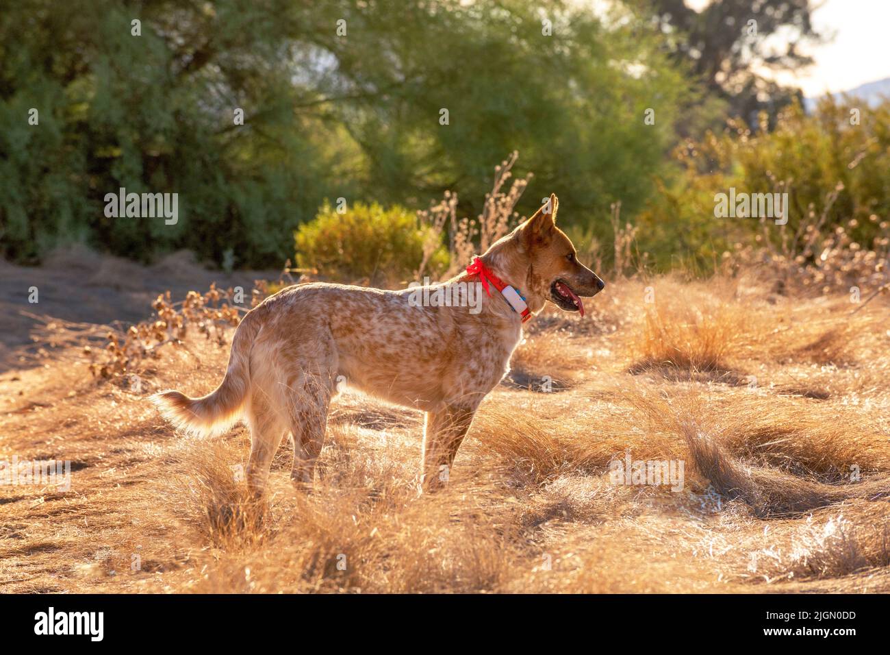 A 22-month-old, male, red heeler, Australian Cattle Dog, wears a field collar with a GPS tracking device attached to his cfield ollar that works with Stock Photo