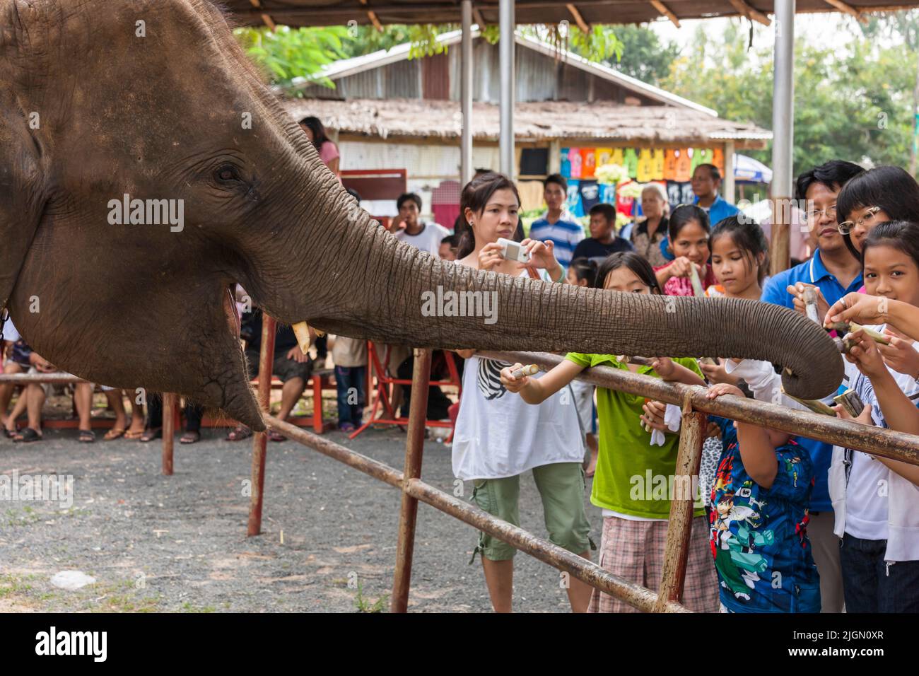 Elephant village, elephant show, performance, Surin, Isan(Isaan),Thailand, Southeast Asia, Asia Stock Photo