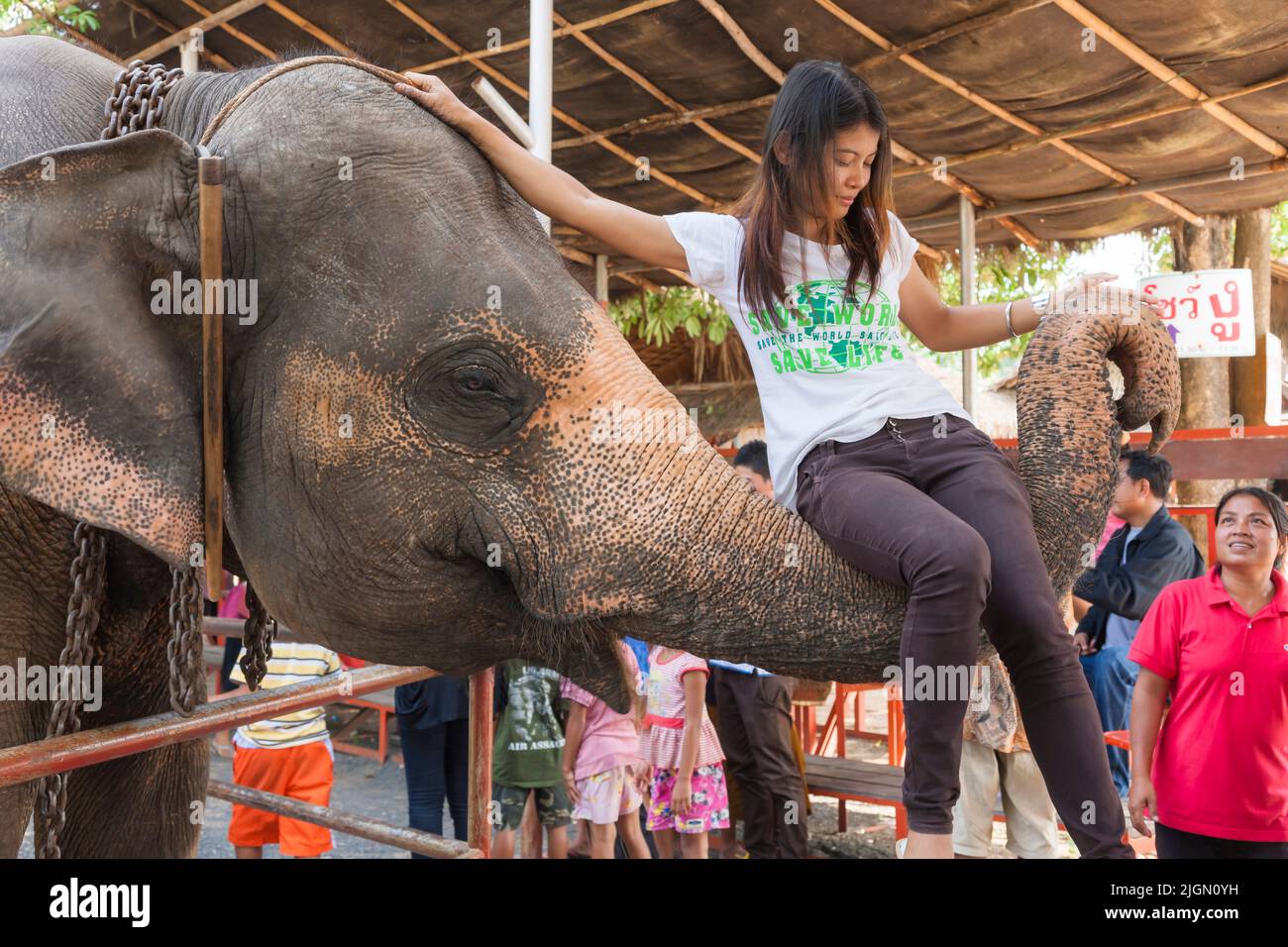 Elephant village, girl on trunk, elephant show, performance, Surin