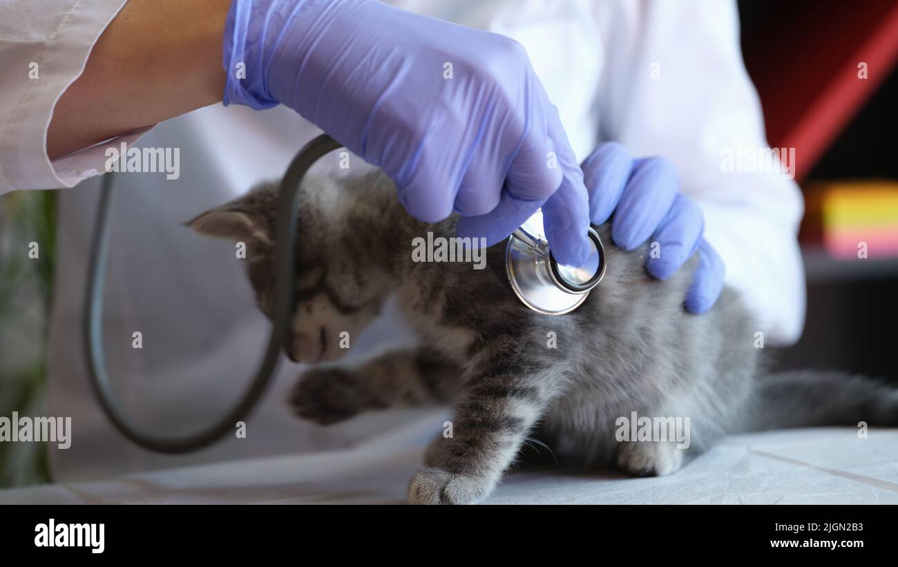 Female veterinarian examining little kitten with medical stethoscope Stock Photo
